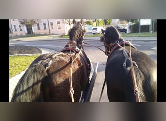 Warmblood pesado, Caballo castrado, 13 años, 174 cm, Negro