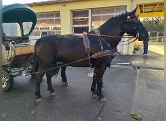 Warmblood pesado, Caballo castrado, 13 años, 174 cm, Negro