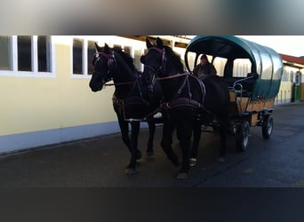 Warmblood pesado, Caballo castrado, 13 años, 174 cm, Negro