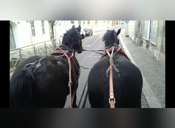 Warmblood pesado, Caballo castrado, 13 años, 174 cm, Negro