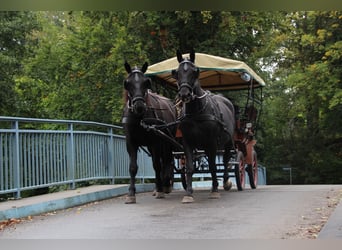 Warmblood pesado Mestizo, Caballo castrado, 13 años, 180 cm, Negro