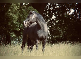 Warmblood pesado, Caballo castrado, 14 años, 172 cm, Castaño