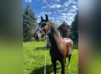 Warmblood pesado, Caballo castrado, 16 años, 170 cm, Negro