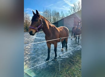 Warmblood pesado, Caballo castrado, 18 años, 170 cm, Castaño