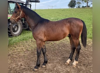 Warmblood pesado, Caballo castrado, 1 año, Castaño