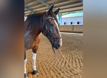 Warmblood pesado, Caballo castrado, 22 años, 163 cm, Pío