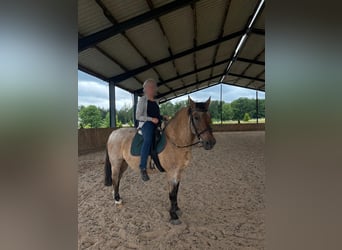 Warmblood pesado Mestizo, Caballo castrado, 23 años, 160 cm, Bayo