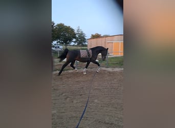 Warmblood pesado, Caballo castrado, 2 años, 160 cm, Castaño