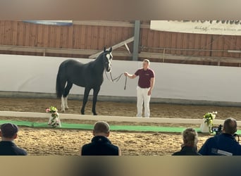 Warmblood pesado, Caballo castrado, 2 años, 162 cm, Negro