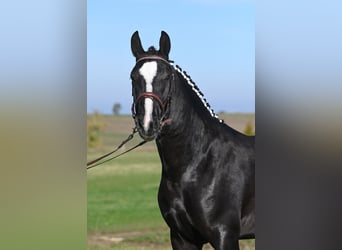 Warmblood pesado, Caballo castrado, 2 años, 162 cm, Negro