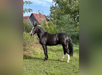 Warmblood pesado, Caballo castrado, 2 años, 162 cm, Negro