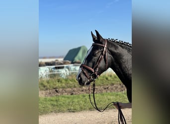 Warmblood pesado, Caballo castrado, 2 años, 162 cm, Negro