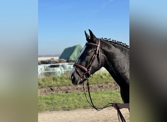 Warmblood pesado, Caballo castrado, 2 años, 162 cm, Negro