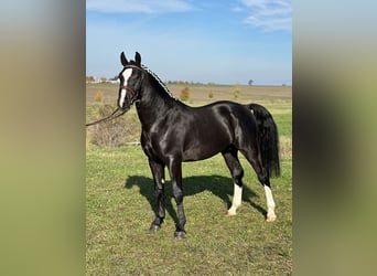 Warmblood pesado, Caballo castrado, 2 años, 162 cm, Negro