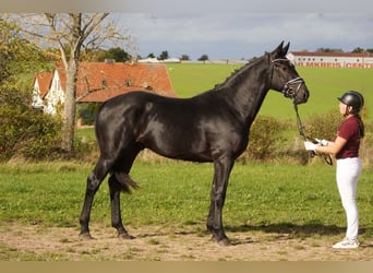 Warmblood pesado, Caballo castrado, 2 años, 166 cm, Negro