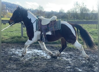 Warmblood pesado, Caballo castrado, 3 años, 155 cm, Tobiano-todas las-capas