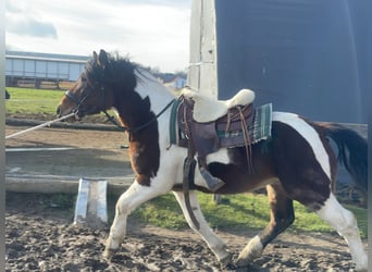 Warmblood pesado, Caballo castrado, 3 años, 155 cm, Tobiano-todas las-capas