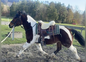 Warmblood pesado, Caballo castrado, 3 años, 155 cm, Tobiano-todas las-capas