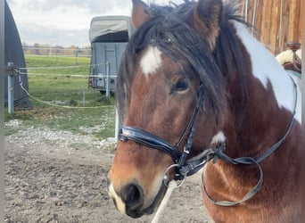 Warmblood pesado, Caballo castrado, 3 años, 155 cm, Tobiano-todas las-capas