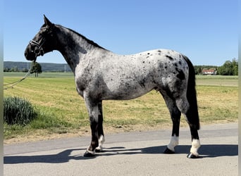 Warmblood pesado Mestizo, Caballo castrado, 3 años, 160 cm, Atigrado/Moteado