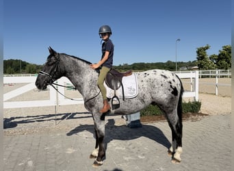 Warmblood pesado Mestizo, Caballo castrado, 3 años, 160 cm, Atigrado/Moteado
