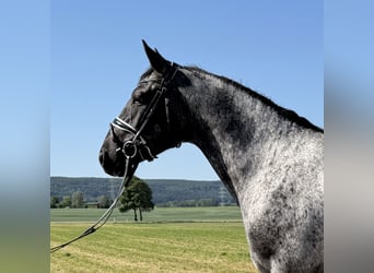 Warmblood pesado Mestizo, Caballo castrado, 3 años, 160 cm, Atigrado/Moteado