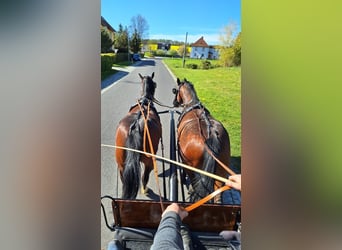 Warmblood pesado, Caballo castrado, 3 años, 160 cm, Castaño