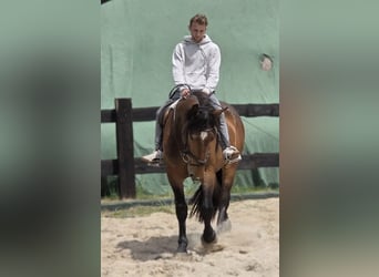 Warmblood pesado Mestizo, Caballo castrado, 3 años, 160 cm, Castaño