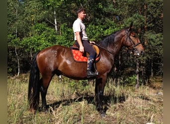 Warmblood pesado Mestizo, Caballo castrado, 3 años, 160 cm, Castaño
