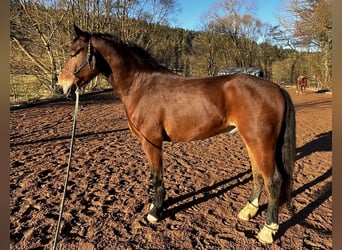 Warmblood pesado, Caballo castrado, 3 años, 160 cm, Castaño