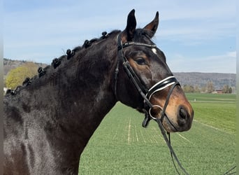 Warmblood pesado, Caballo castrado, 3 años, 160 cm, Castaño oscuro