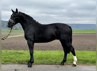 Warmblood pesado, Caballo castrado, 3 años, 162 cm, Negro