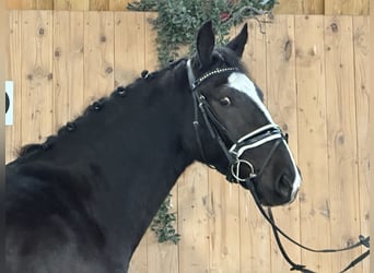 Warmblood pesado, Caballo castrado, 3 años, 162 cm, Negro