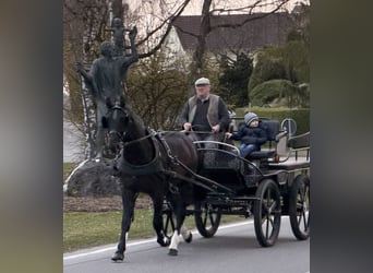Warmblood pesado, Caballo castrado, 3 años, 162 cm, Negro