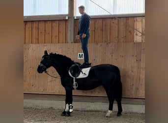 Warmblood pesado, Caballo castrado, 3 años, 162 cm, Negro
