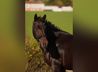 Warmblood pesado, Caballo castrado, 3 años, 163 cm, Castaño oscuro