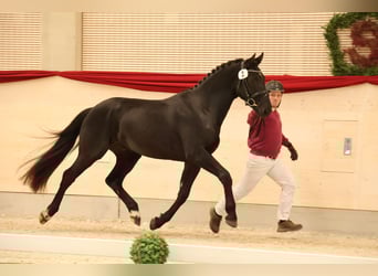 Warmblood pesado, Caballo castrado, 3 años, 163 cm, Negro