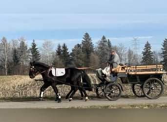 Warmblood pesado, Caballo castrado, 3 años, 163 cm, Negro