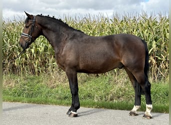 Warmblood pesado, Caballo castrado, 3 años, 164 cm, Castaño