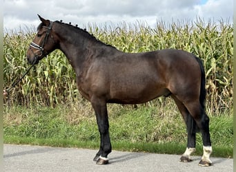 Warmblood pesado, Caballo castrado, 3 años, 164 cm, Castaño