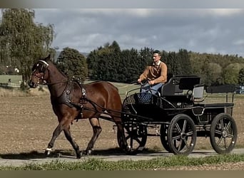 Warmblood pesado, Caballo castrado, 3 años, 164 cm, Castaño