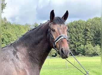 Warmblood pesado, Caballo castrado, 3 años, 164 cm, Castaño