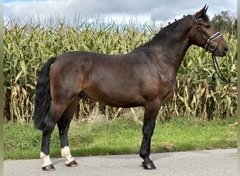 Warmblood pesado, Caballo castrado, 3 años, 164 cm, Castaño