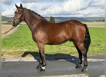 Warmblood pesado, Caballo castrado, 3 años, 164 cm, Castaño