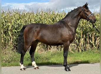 Warmblood pesado, Caballo castrado, 3 años, 164 cm, Castaño