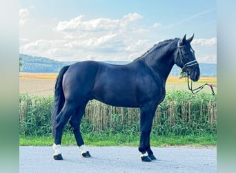 Warmblood pesado, Caballo castrado, 3 años, 164 cm, Negro