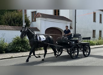 Warmblood pesado, Caballo castrado, 3 años, 164 cm, Negro