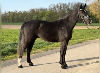 Warmblood pesado, Caballo castrado, 3 años, 164 cm, Negro