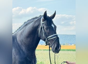 Warmblood pesado, Caballo castrado, 3 años, 164 cm, Negro