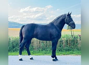 Warmblood pesado, Caballo castrado, 3 años, 164 cm, Negro